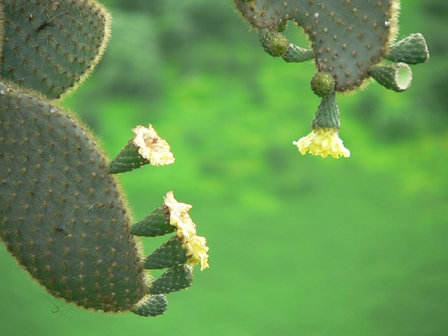 ../../Pictures/050210/031 Vulkankrater.JPG